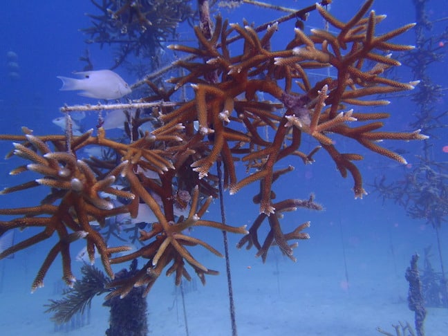 Coral Restoration Foundation Hosts Plantapalooza on World Oceans Day