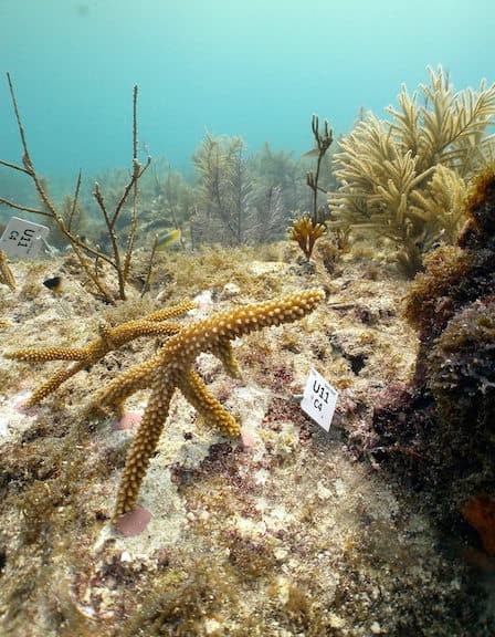 Coral Restoration Foundation Coral Nursery in Key Largo, Florida