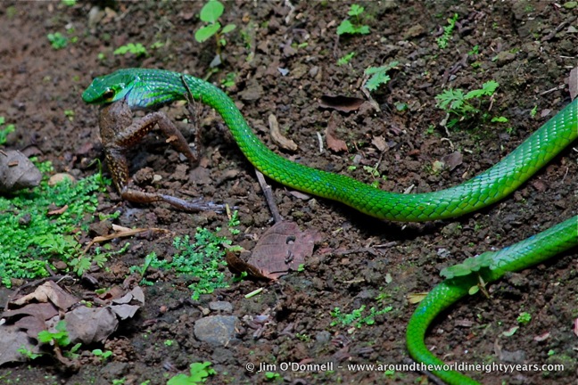 Costa Rican Snakes -Parrot Snake at La Selva Biological Research Station