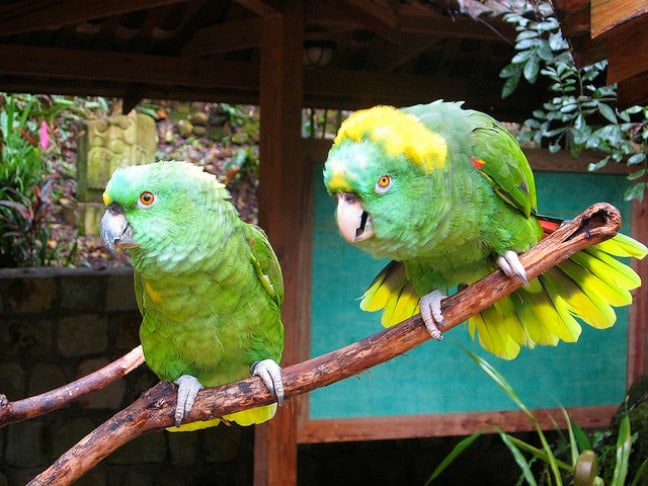 Parrots