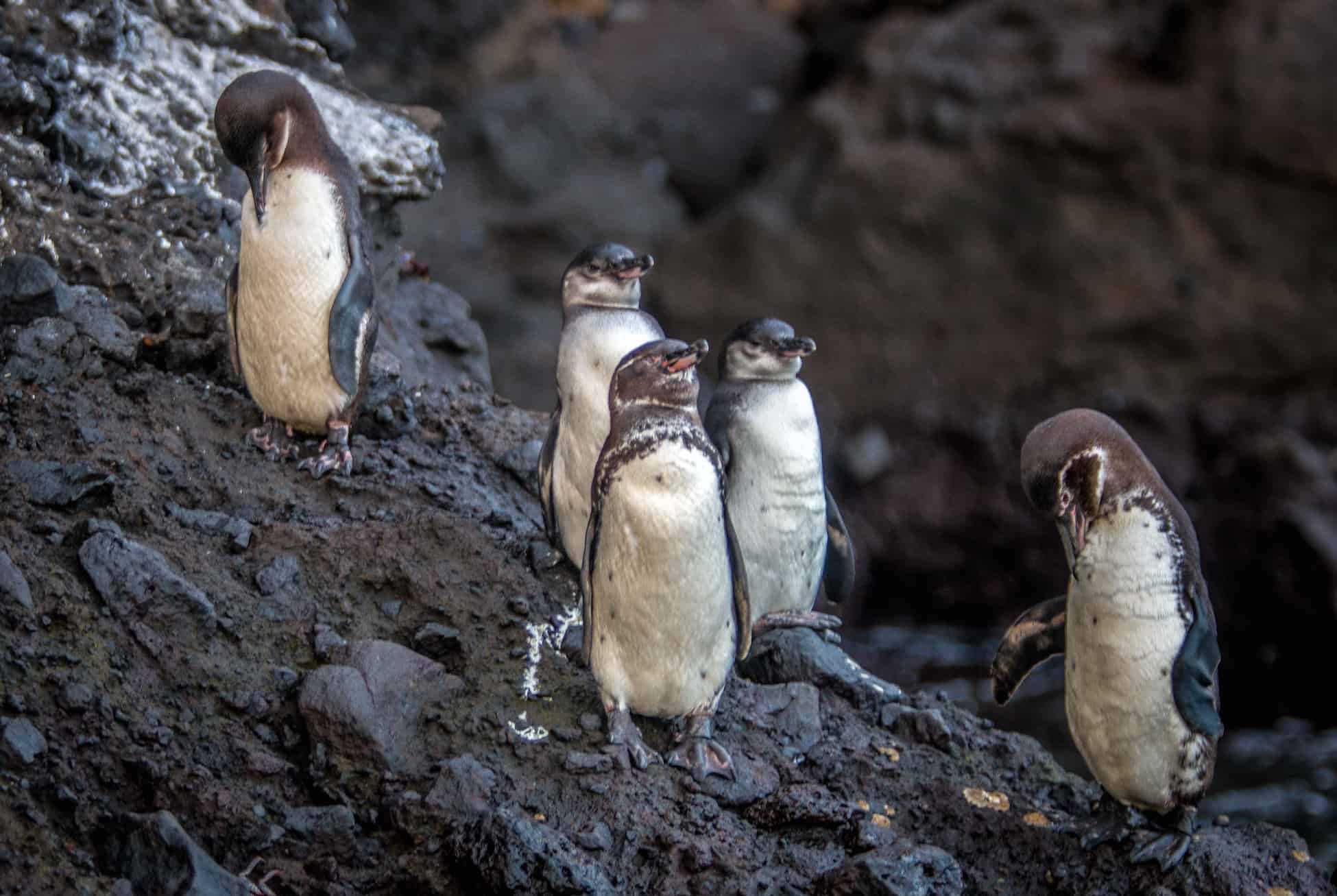 Galapagos Penguins in Isabela Island's Tagus Cove