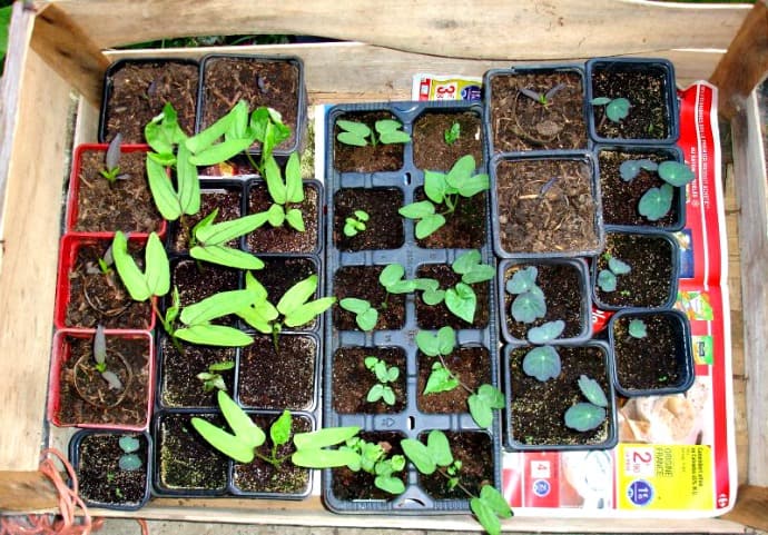 Ways to Permaculture Garden - Mixed Seedlings