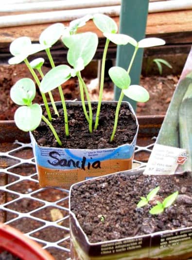 Permaculture Garden Guide - Watermelon Seedlings