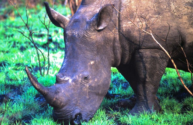 Rhino in Kruger National Park
