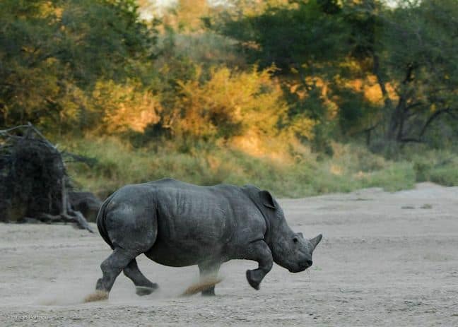 #JustOneRhino Campaign seeks to Save Rhinos in South Africa