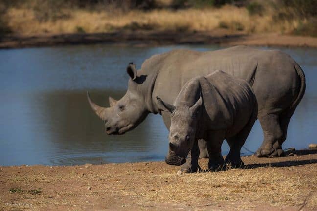 #JustOneRhino Campaign seeks to Save Rhinos in South Africa