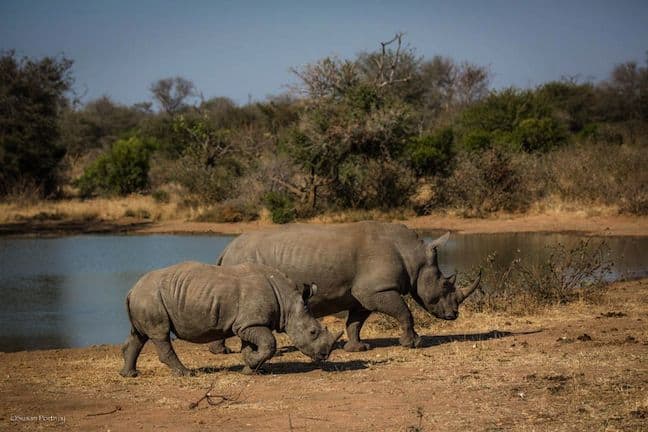 #JustOneRhino Campaign seeks to Save Rhinos in South Africa