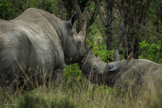 #JustOneRhino Campaign seeks to Save Rhinos in South Africa