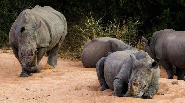 #JustOneRhino Campaign seeks to Save Rhinos in South Africa