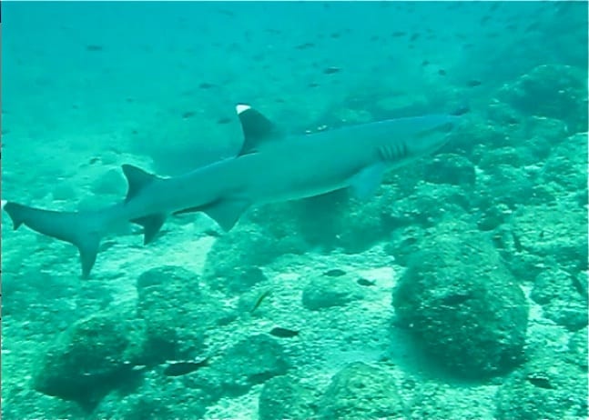 Whitetip Reef Shark in Coiba National Park, Panama