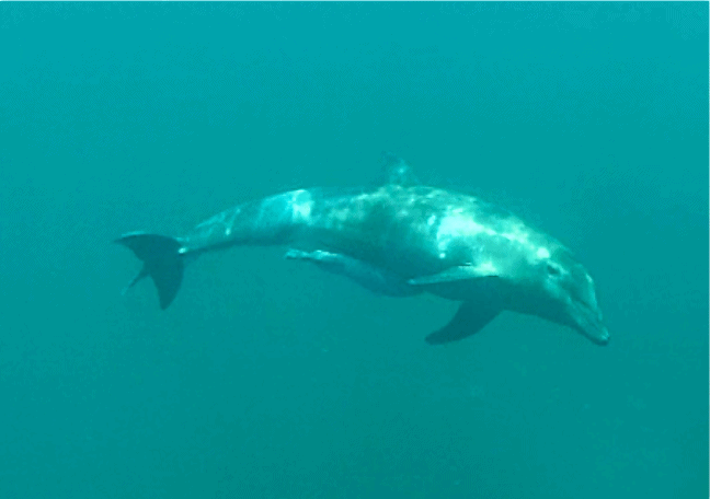 Swimming With Wild Dolphins in Panama