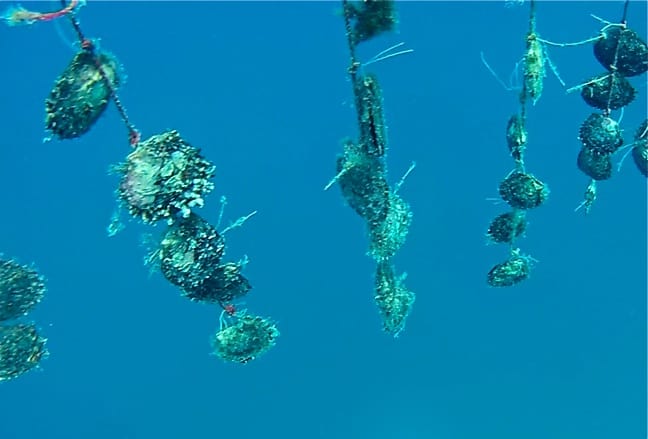 TAHITI: Pearl Diving in Bora Bora