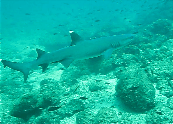 white-tipped-reef-shark-panama