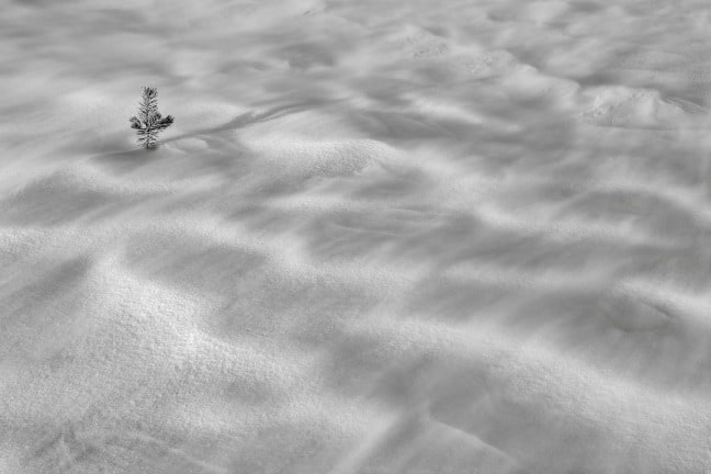 Pine Seedling, Summit Lake with high winds, Ansel Adams Wilderness, California.