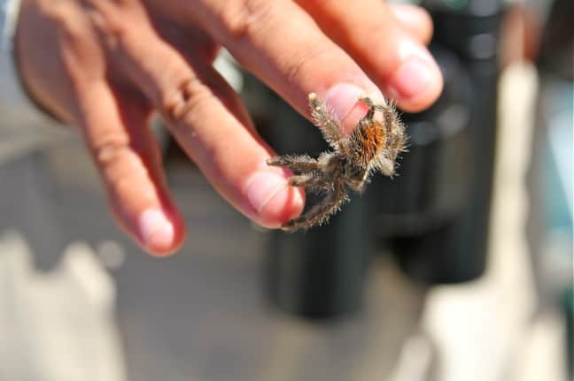 Pink Toed Tarantula in the Peruvian Amazon