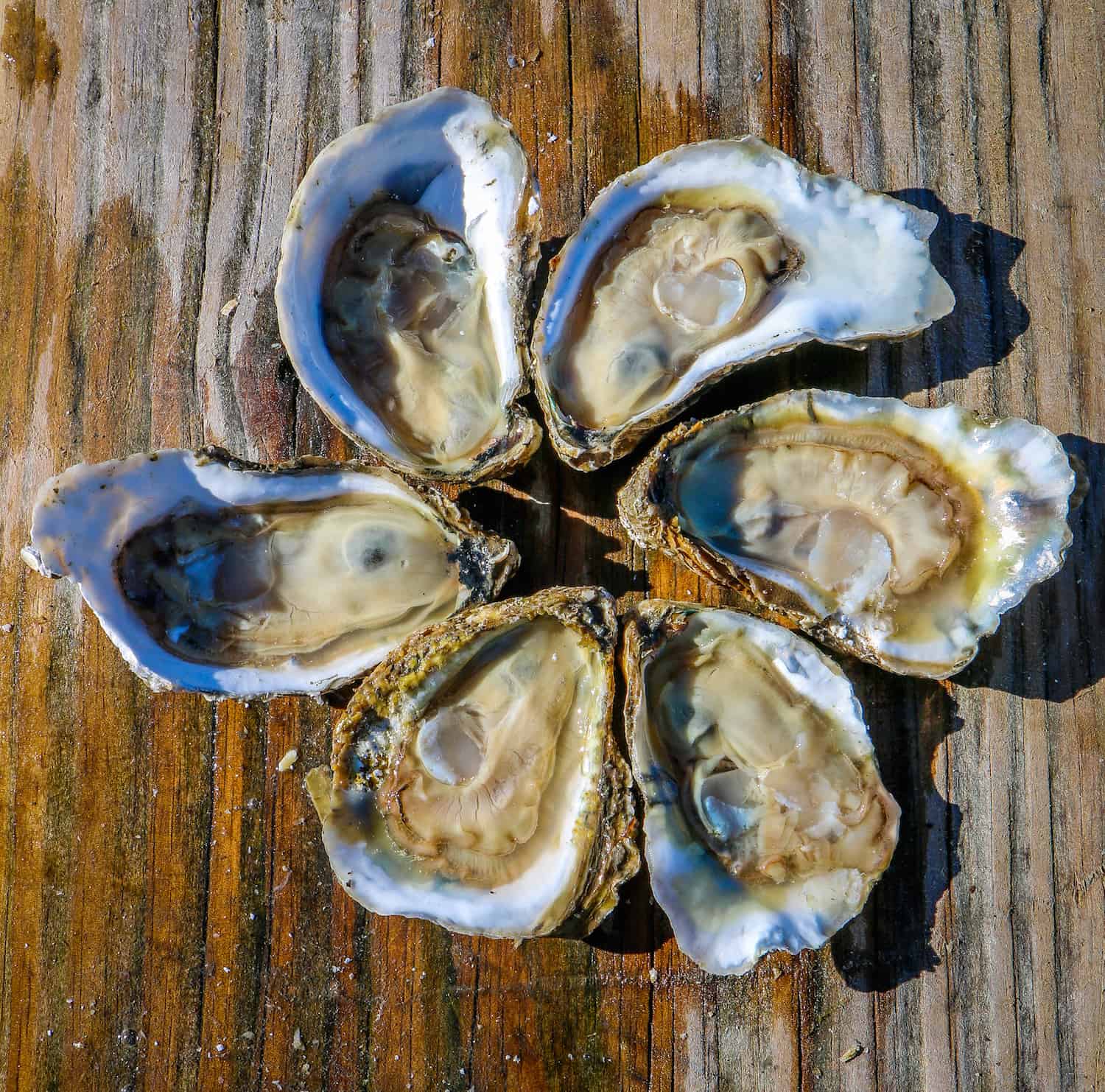 Pleasure House Oysters 