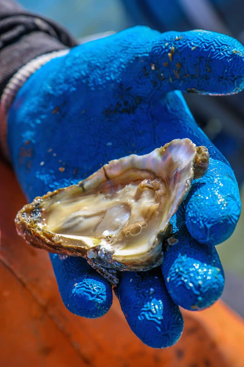 Pleasure House Oysters Tasting Tour