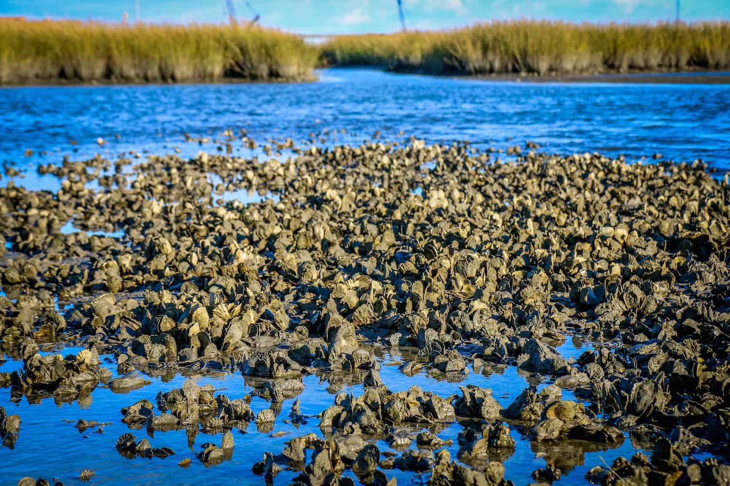 Pleasure House Oysters in Lynnhaven River