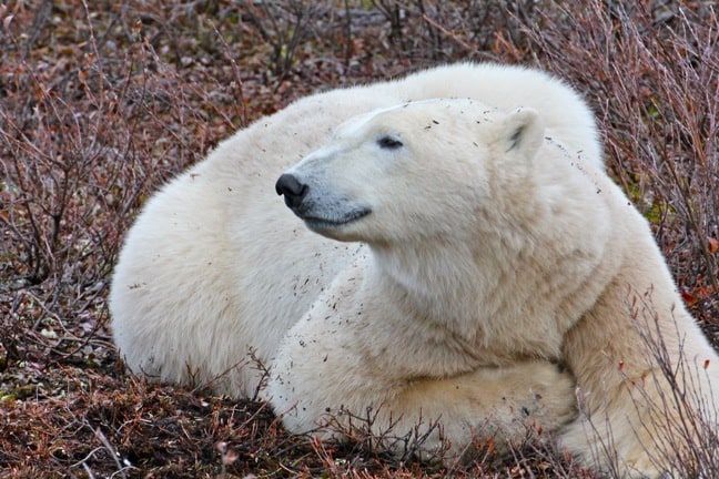 Polar_Bear in Churchill, Manitoba