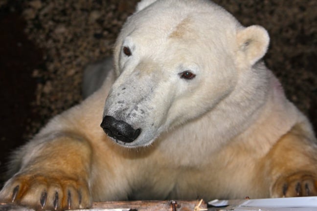 Polar Bear Closeup in Churchill, Manitoba