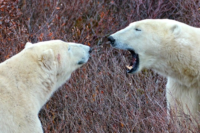 Polar_Bear_GRowl in CHurchill, Manitoba