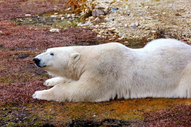 Polar_Bear_Side_Profile_CHurchill