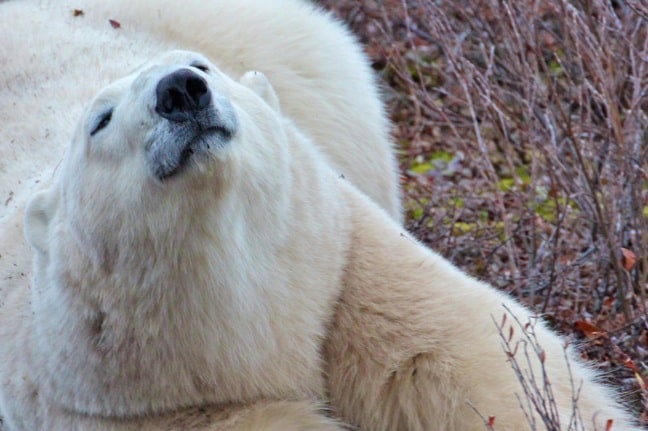 Polar_Bear_Stretching in Churchill, Manitoba