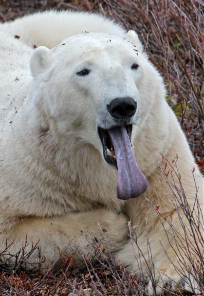 Polar_Bear_Tongue In Churchill, Manitoba