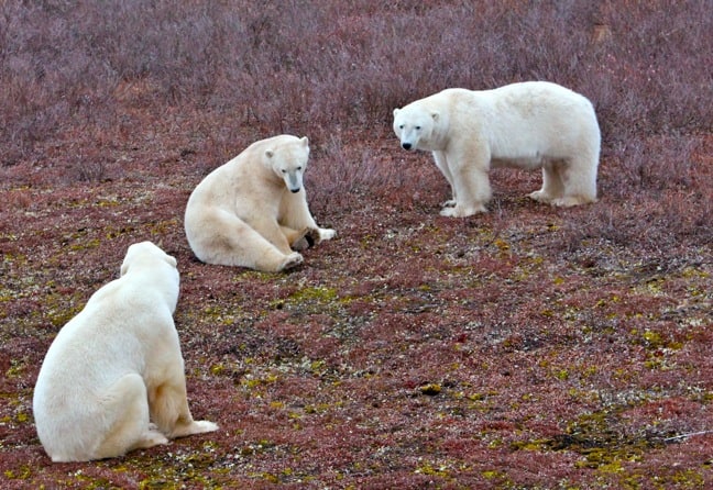 Polar_Bear_Trio in Churchill, Manitoba