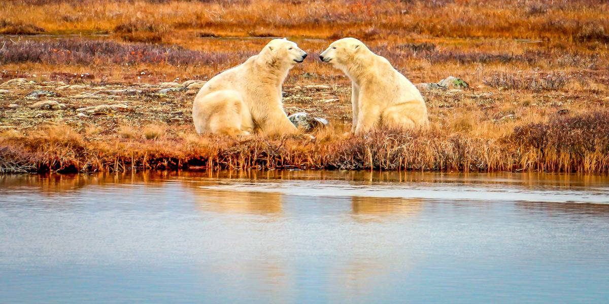 Arctic Animals: 30 Species of Arctic Birds, Mammals & Whales - Green Global  Travel