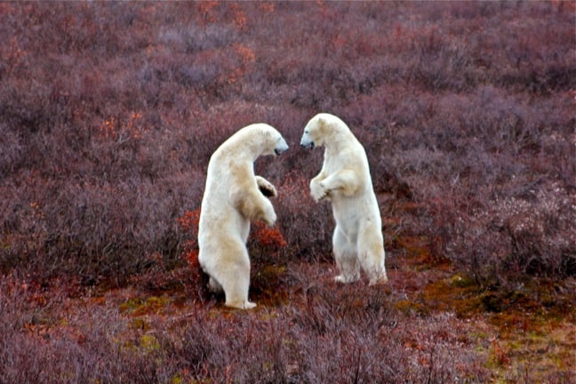 Polar_Bears_Fighting_Churchill