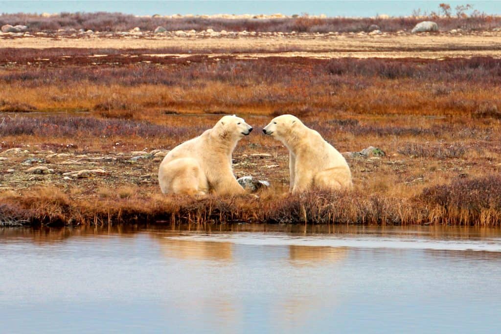 Polar Bears Mirroring in Churchill, Manitoba