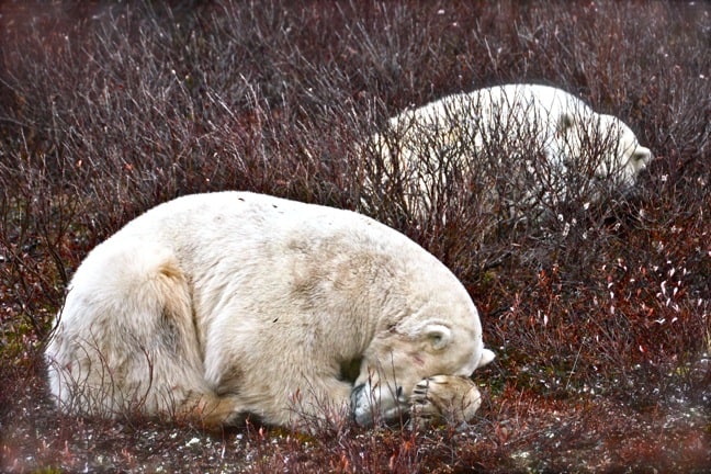 Polar_Bears_Napping in Churchill, Manitoba