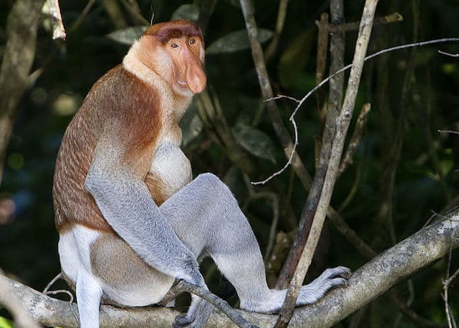 Proboscis Monkey photo by David Dennis via Creative Commons 