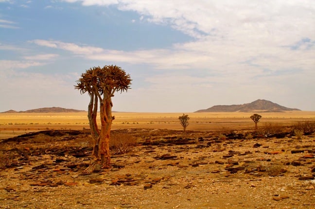 Quiver Trees in Namibia's Skeleton Coast Park