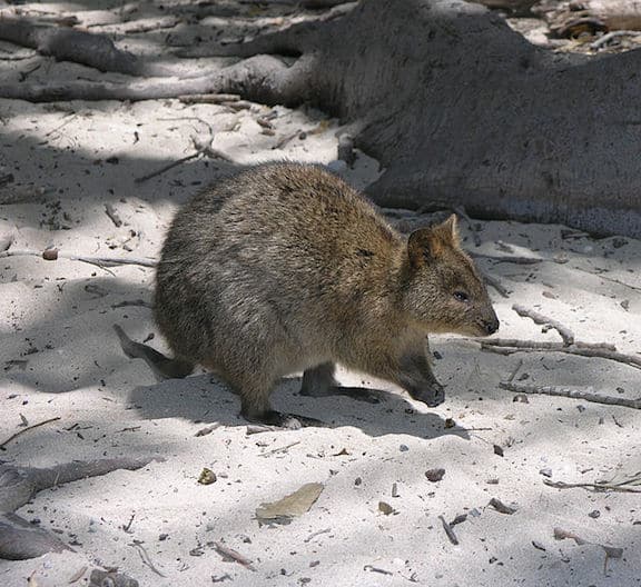 Weird Marsupials Around The World, Quokka