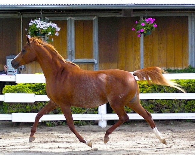 Responsible Horseback Riding Tours, Arabian Horse