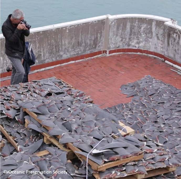 Louie Psihoyos Photographing Shark Fins in Racing Extinction