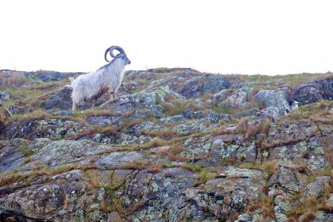 Ram in Kosterhavet National Park, Sweden