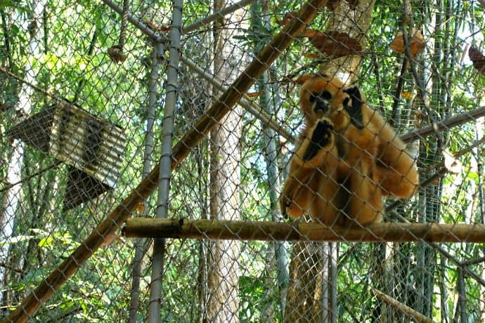 Gibbon Conservation Center -Rambo, too friendly to be released into the wild