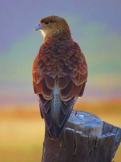 Rapa Nui National Park Easter Island- Chimango Caracara