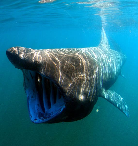Rare Sharks - Basking Shark