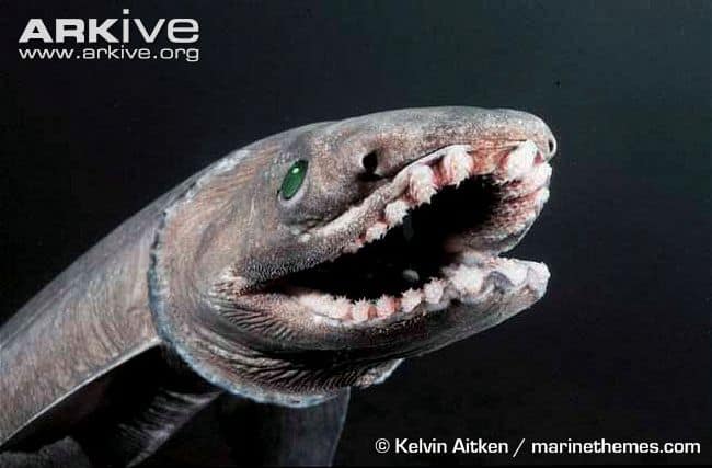 Rare Sharks - Frilled Shark