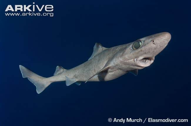 Rare Sharks - Gulper Shark