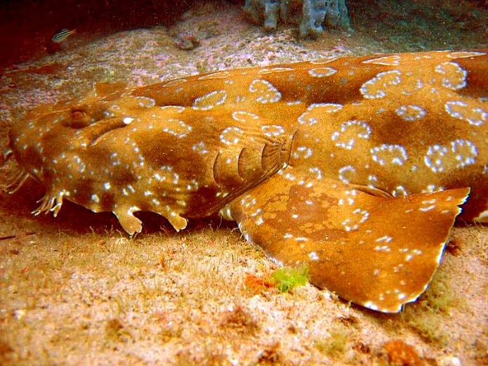 Rare Sharks - Wobbegong Shark 