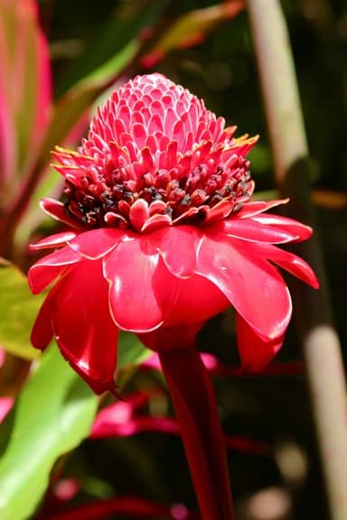 Red_Torch_Ginger_Flower_Dominica