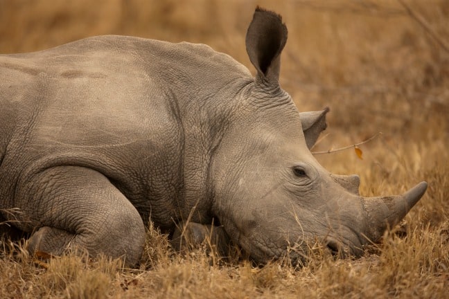 Rhinos Without Borders photo by Beverly Joubert