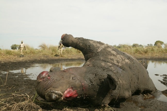 Poached Rhino Photo by Beverly Joubert