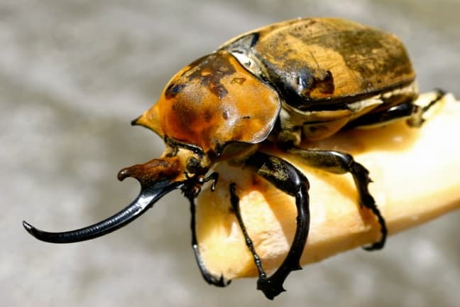 Costa Rica Insects -Elephant Beetle Near La Pavona