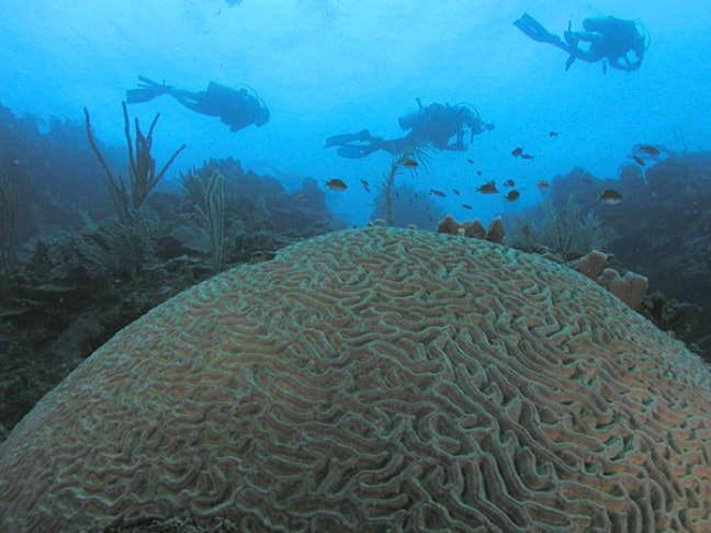 Roatan honduras dive coral